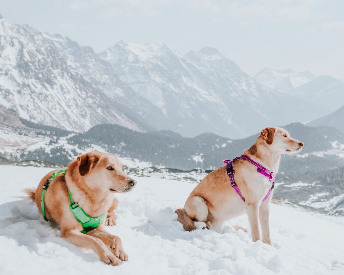 No-Pull Dog Harness