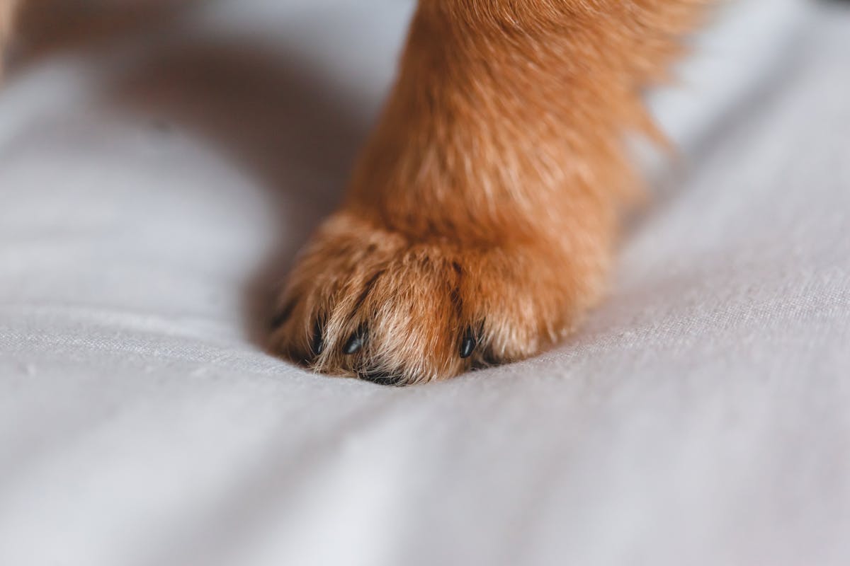 Dog Paw Cleaner Cup