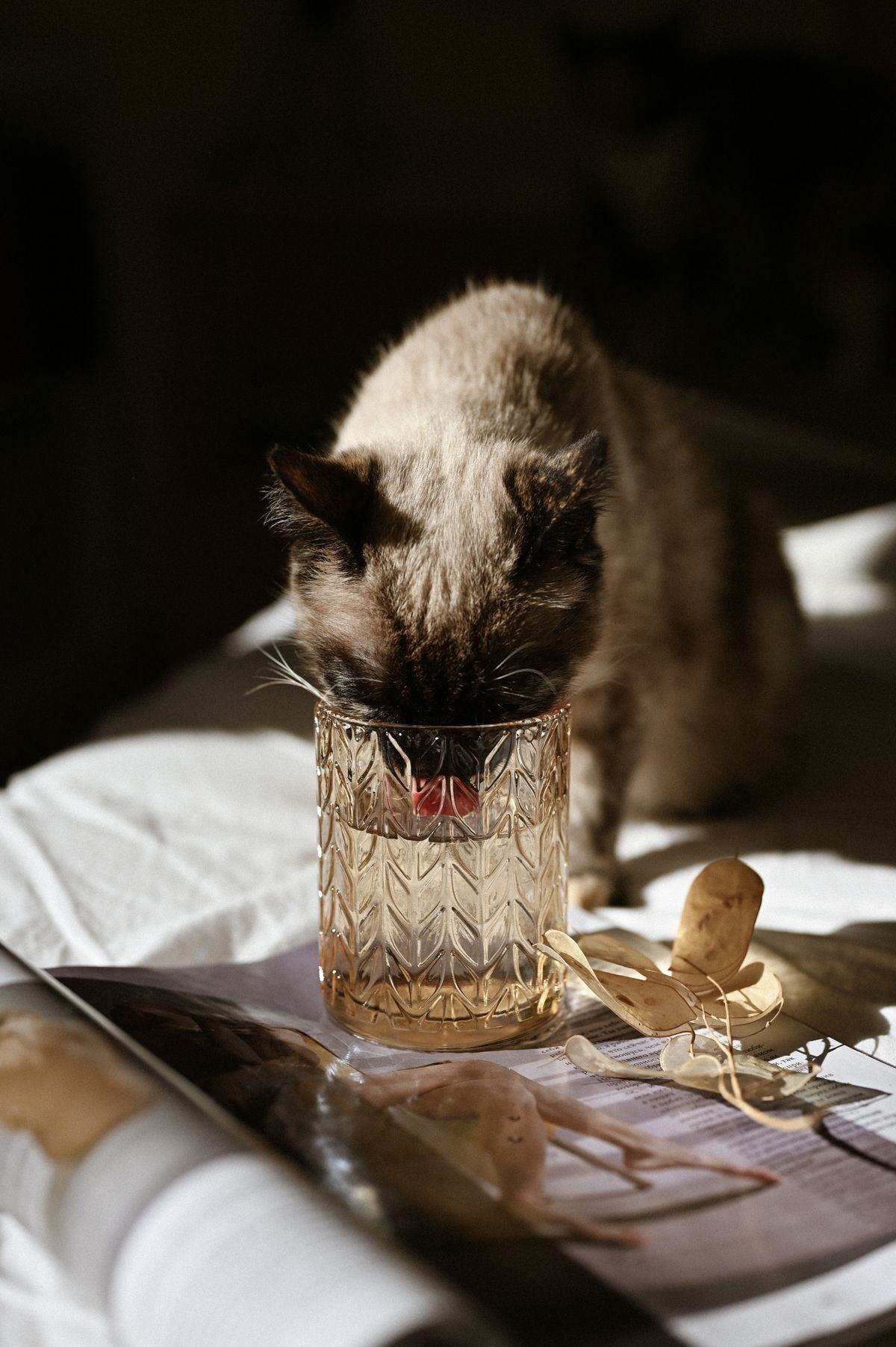 Cat Water Fountain with Filter