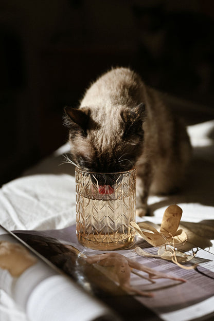 Cat Water Fountain with Filter