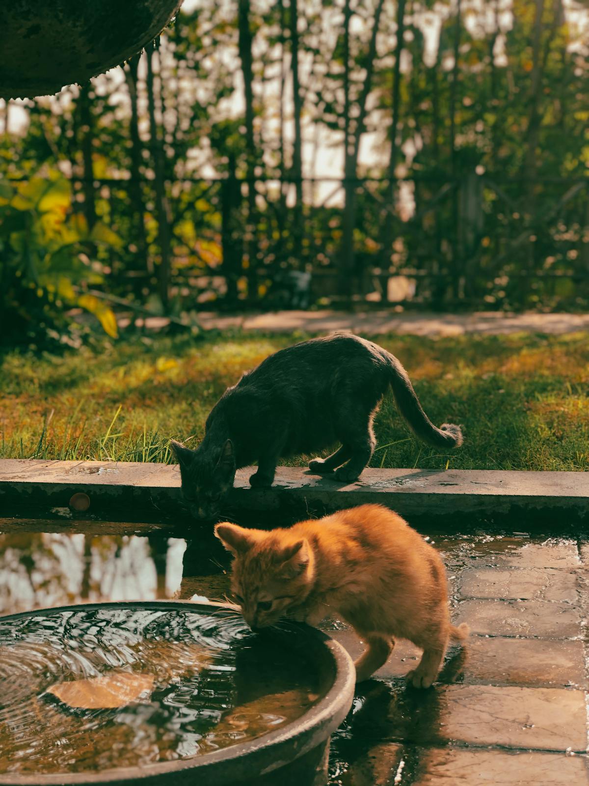 Cat Water Fountain with Filter