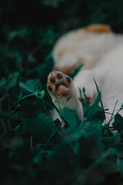 Dog Paw Cleaner Cup