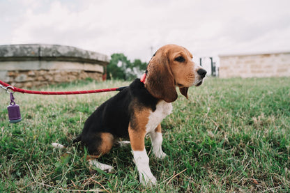 No-Pull Dog Harness