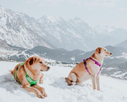No-Pull Dog Harness