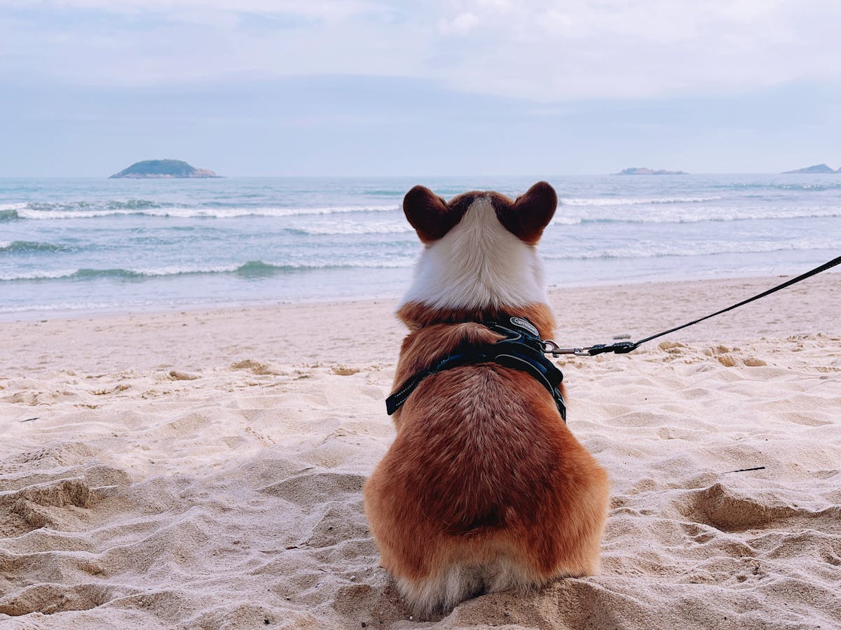 No-Pull Dog Harness