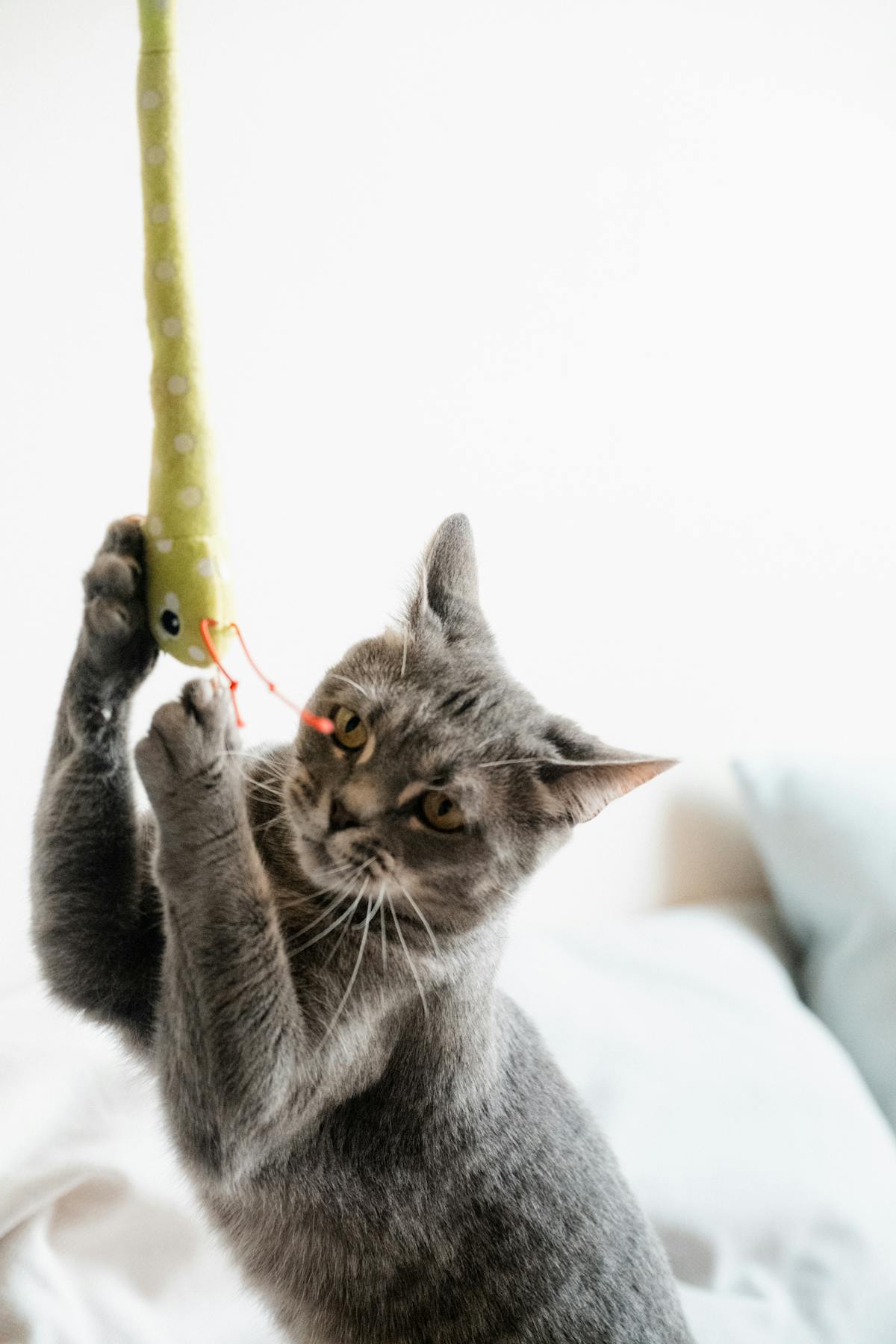 Automatic Laser Toy for Cats