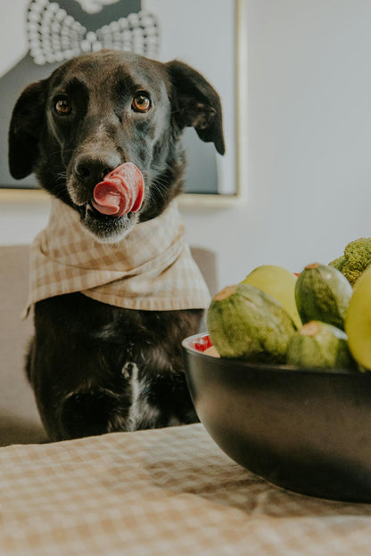 Slow Feeder Dog Bowl