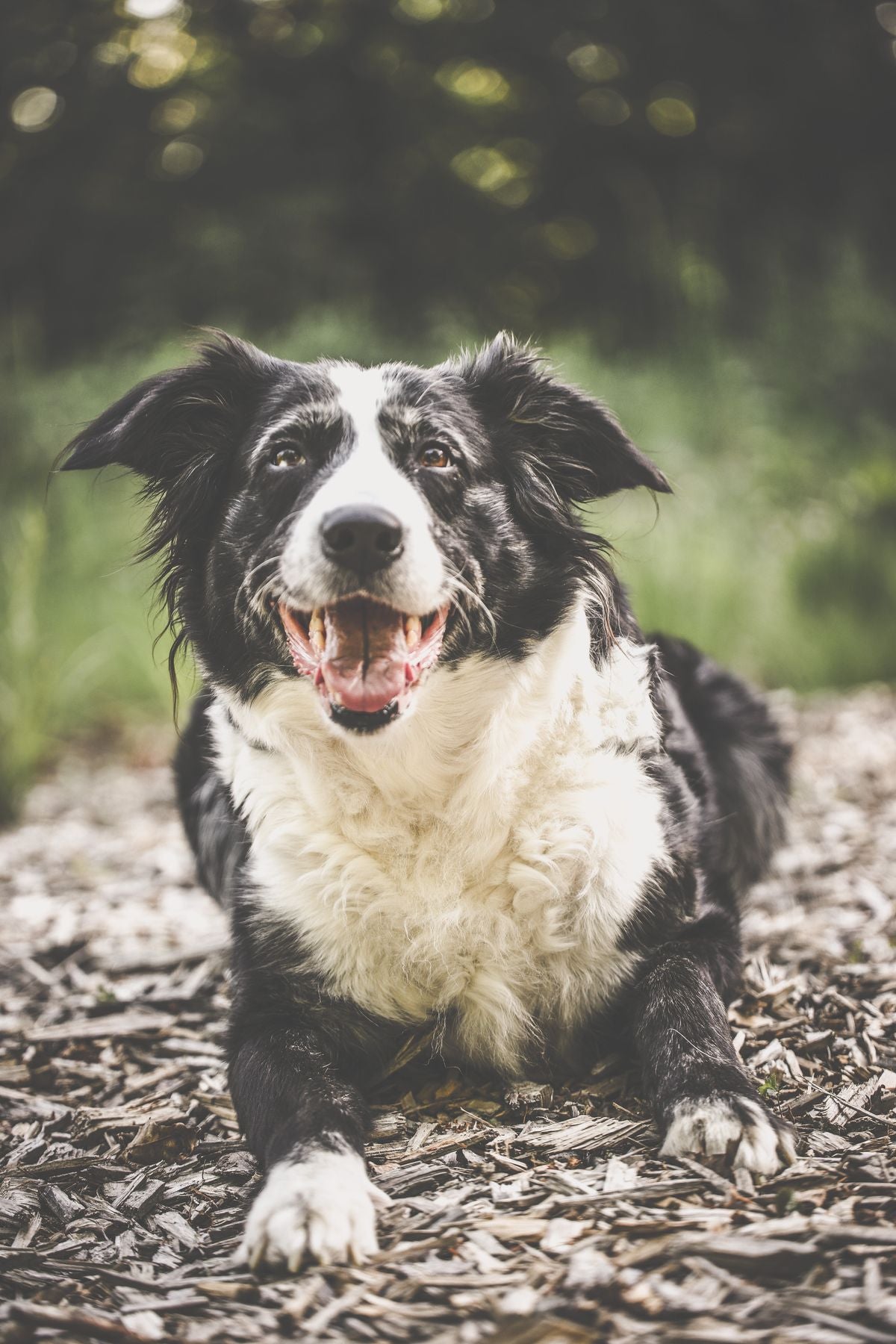 Dog Cooling Mat
