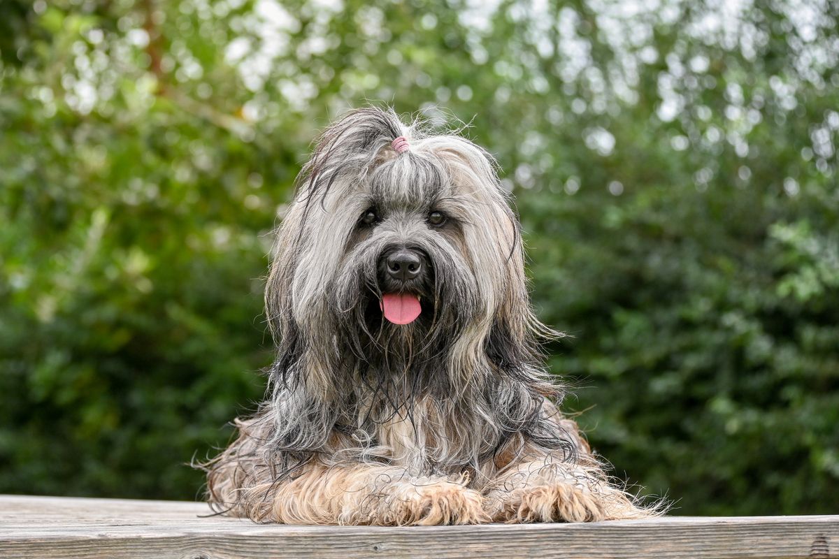 Dog Cooling Mat