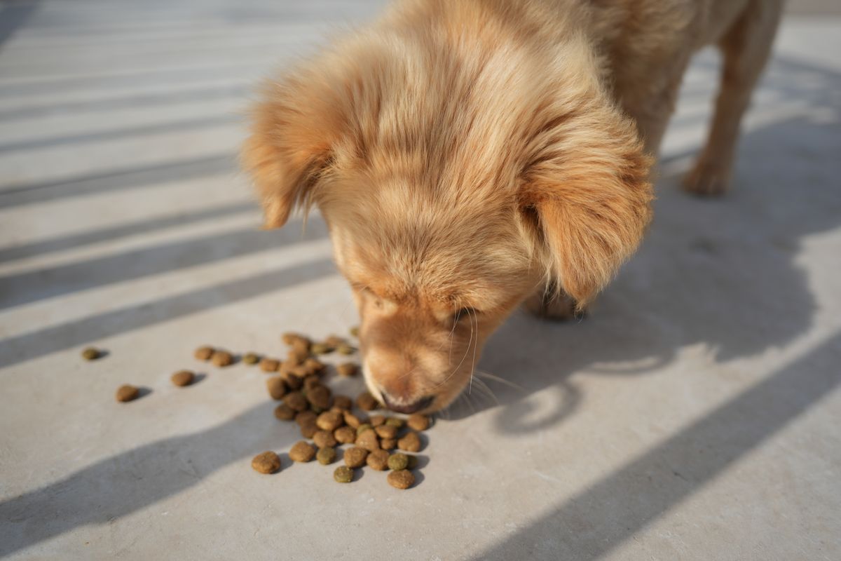 Slow Feeder Dog Bowl