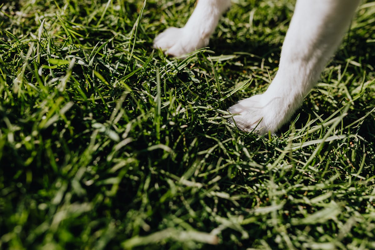 Dog Paw Cleaner Cup