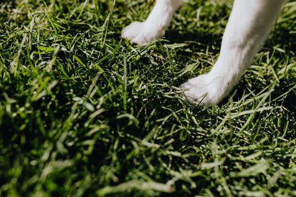 Dog Paw Cleaner Cup
