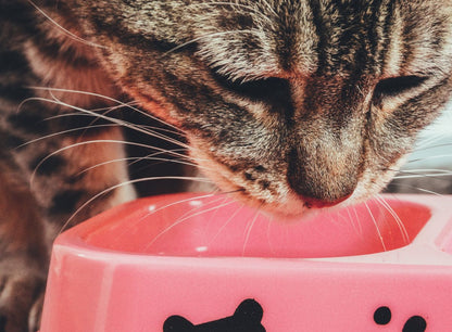Cat Water Fountain with Filter