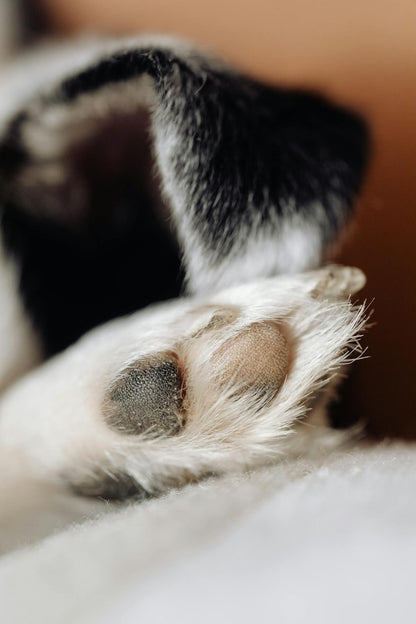 Dog Paw Cleaner Cup