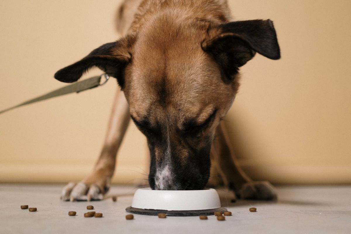 Slow Feeder Dog Bowl