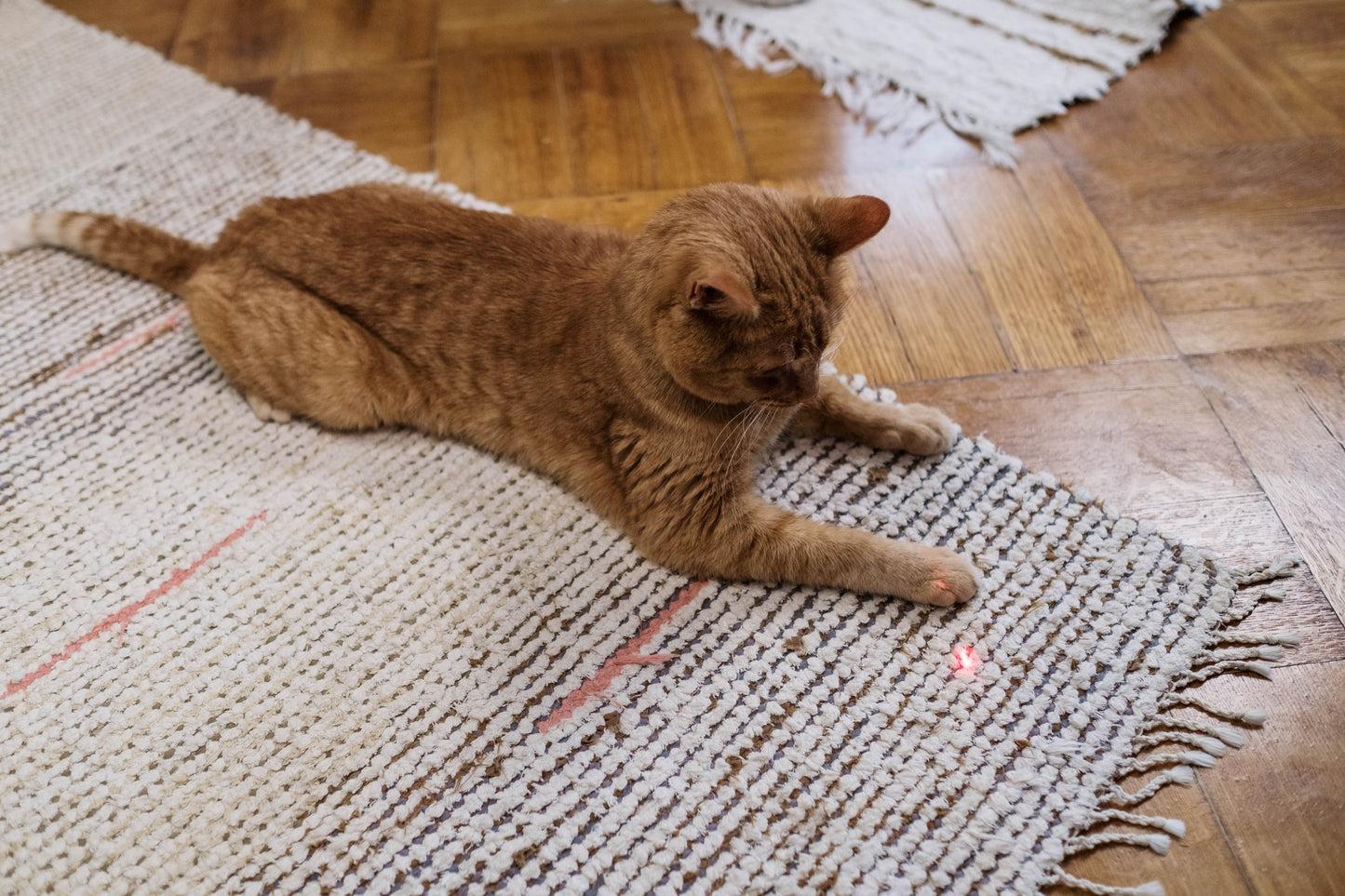 Automatic Laser Toy for Cats