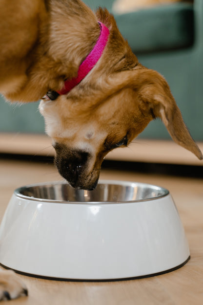 Slow Feeder Dog Bowl