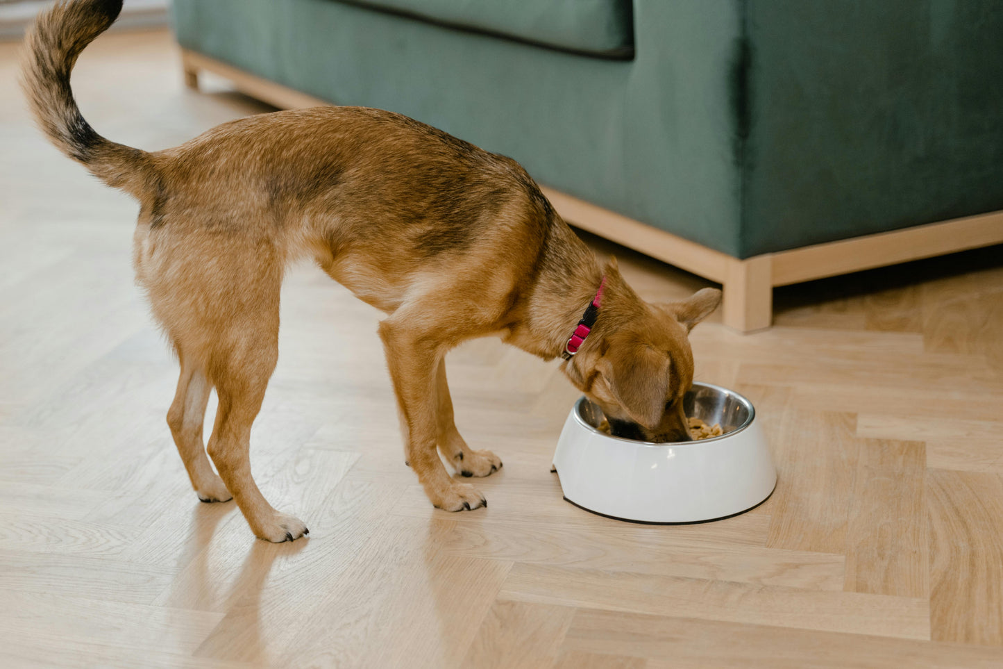 Dog Lick Mat