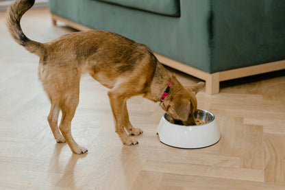 Dog Lick Mat