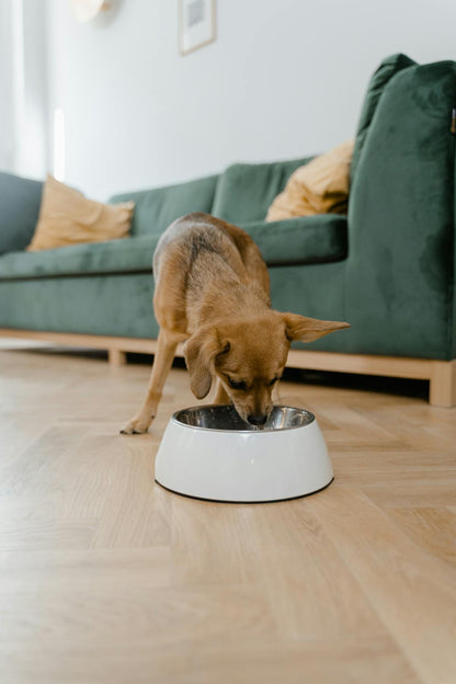 Slow Feeder Dog Bowl