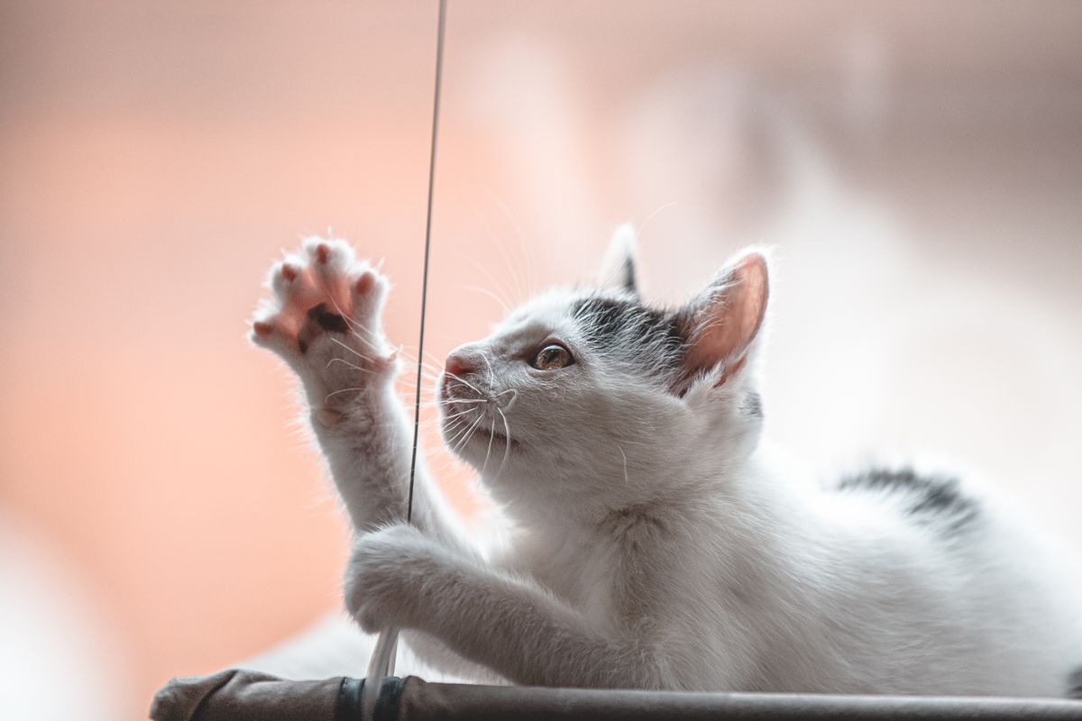 Automatic Laser Toy for Cats