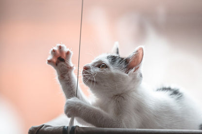 Automatic Laser Toy for Cats