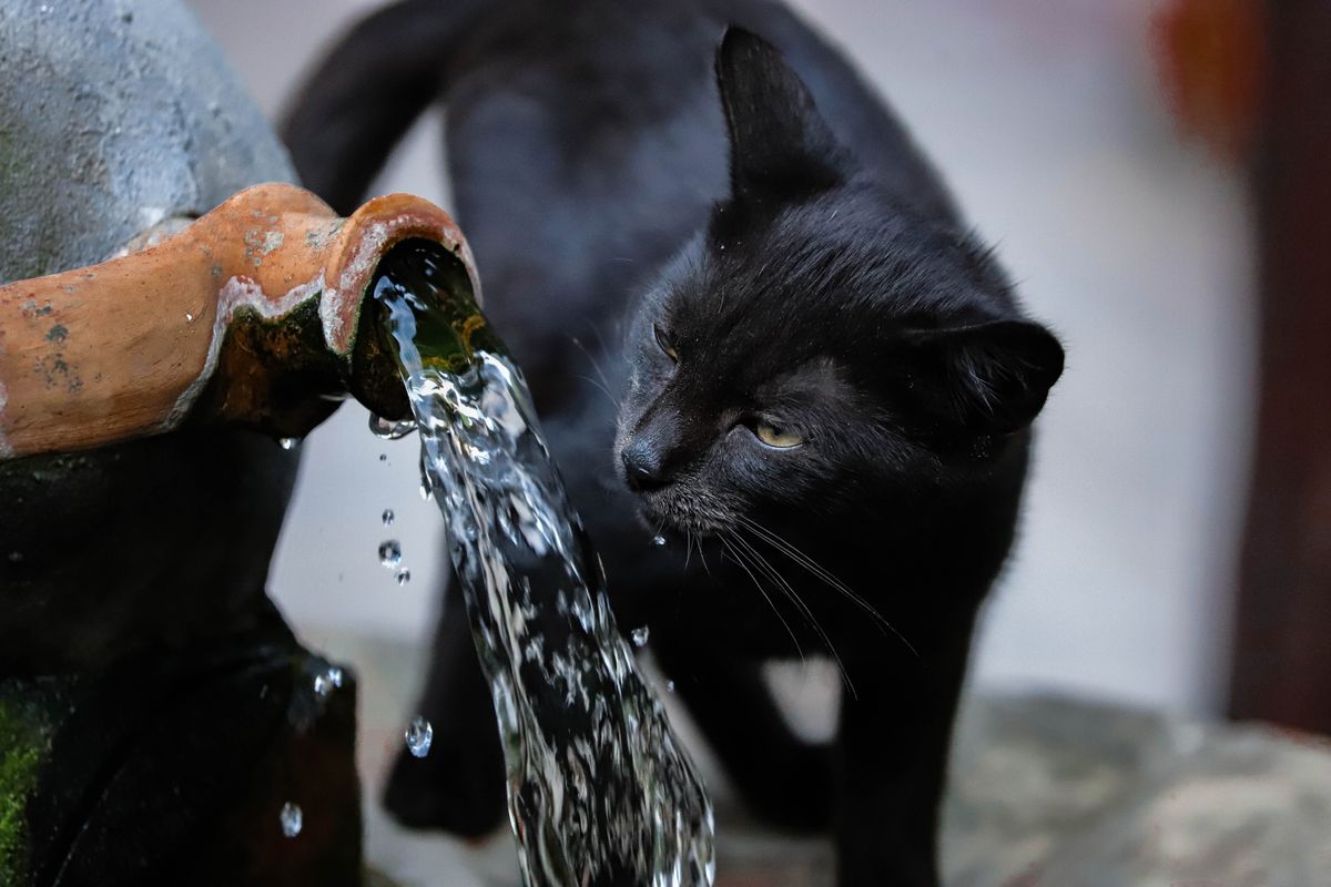 Cat Water Fountain with Filter