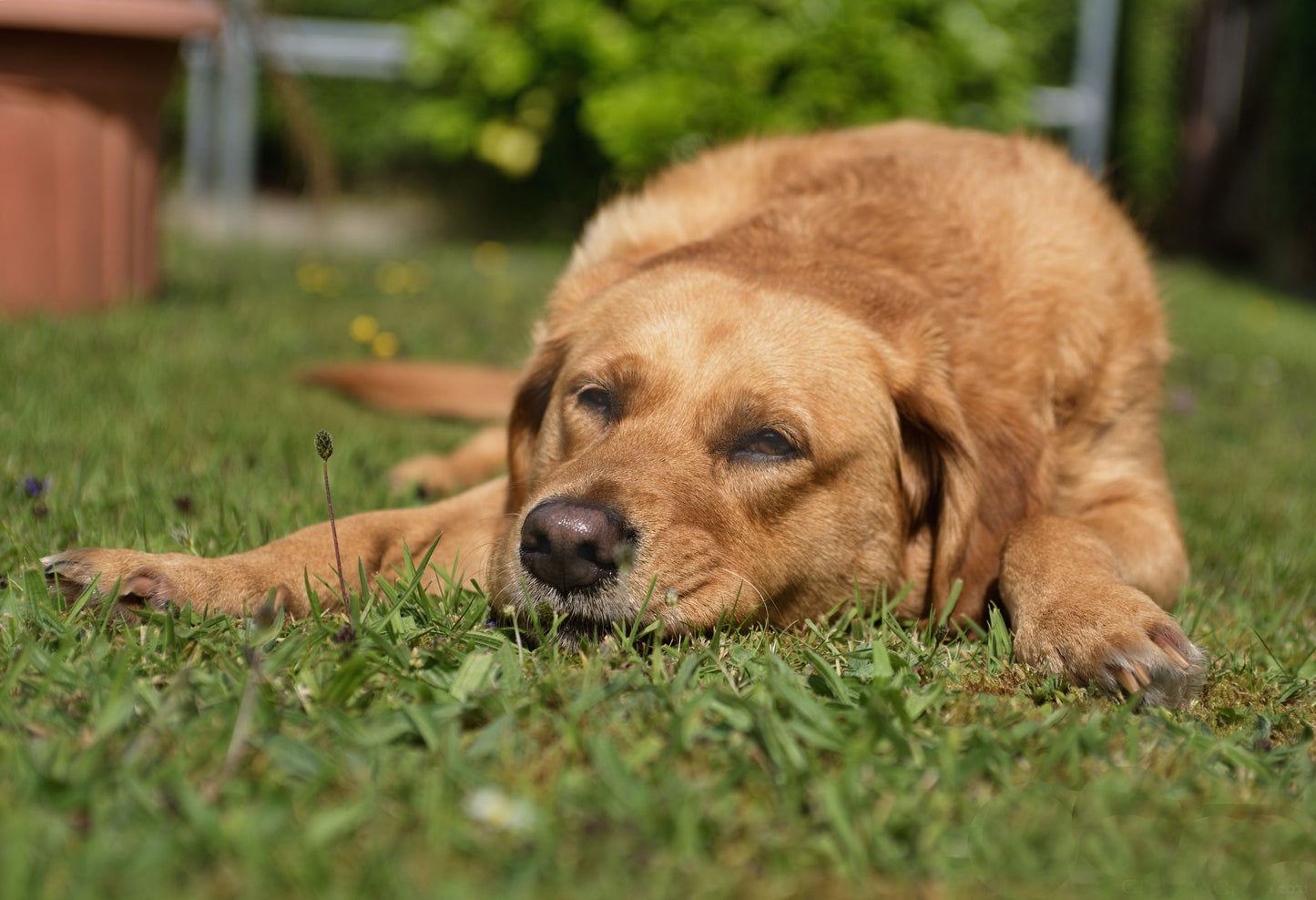 Dog Cooling Mat