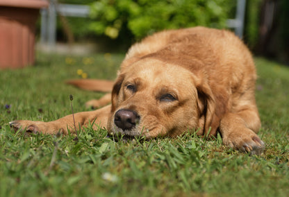 Dog Cooling Mat