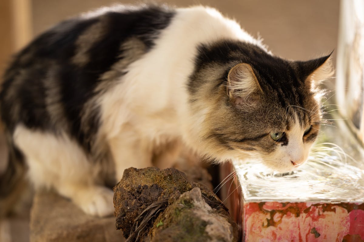 Cat Water Fountain with Filter